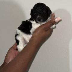 April - Parti Goldendoodle puppy in Texas from Royal Doodles and Pups