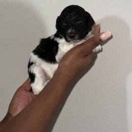 April - Parti Goldendoodle puppy in Texas from Royal Doodles and Pups