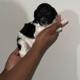 April - Parti Goldendoodle puppy in Texas from Royal Doodles and Pups