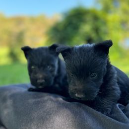 Scottish Terrier and Toy Australian Shepherd Puppies from Pecan Creek