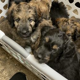 Poodle and Aussiedoodle Puppies from Signature Doodles
