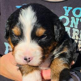Blue - Black rust and white female Bernese Mountain Dog puppy in Auburn, Washington from MSM Bernese Mountain Dogs