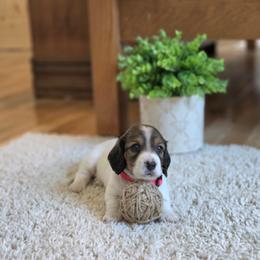 AKC Meet Jasper :) - Piebald male Dachshund puppy in Centerville, Iowa from Barnyard Dachshunds, Dals & Doodles