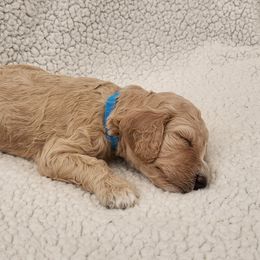 Poodle Puppies from Karla Skow