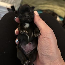 Clara - Black and white female Shih Tzu puppy in Las Vegas, Nevada from P and J Farms