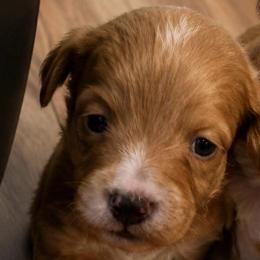 Bentley - Apricot male Goldendoodle puppy in Cumberland, Rhode Island from minigoldendoodlesofRI