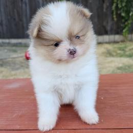 Salem - Orange sable female Pomeranian puppy in West Sacramento, California from Northern Cali Pompoms