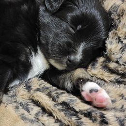 Australian Shepherd Puppies from Summit Australian Shepherds