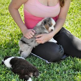 Australian Shepherd Puppies from Dovehawk Australian Shepherds