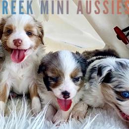 Australian Shepherds, Miniature American Shepherds, Miniature Australian Shepherds, and Toy Australian Shepherds from Brushy Creek Aussies & Mini Aussies