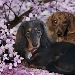 Dachshunds from Lakeview Littles Dachshunds