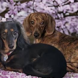 Dachshunds from Lakeview Littles Dachshunds