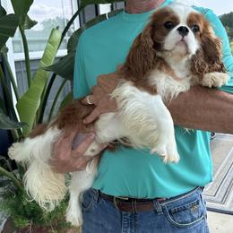 Texas - Cavalier King Charles Spaniel