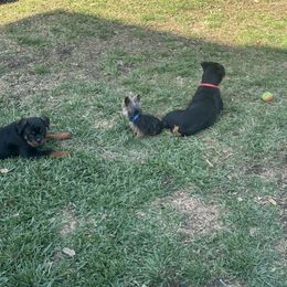 Rottweiler All Grown Up from Woods AKC Rottweiler