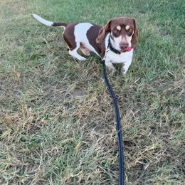Brodie - Dachshund