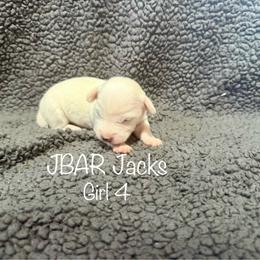 Female 4 - White female Jack Russell Terrier puppy in Bedias, Texas from JBar Jacks