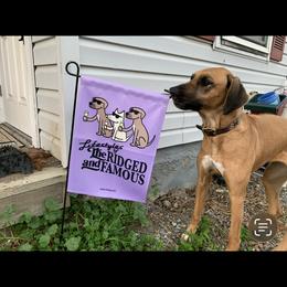 Rhodesian Ridgeback All Grown Up from Abbey Rhode Rhodesian Ridgebacks