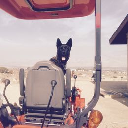 Dutch Shepherd All Grown Up from Sylviane Wildflower DSK (Dutch Shepherd Kennel)