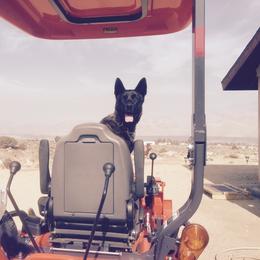 Dutch Shepherd All Grown Up from Sylviane Wildflower DSK (Dutch Shepherd Kennel)