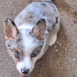 Scurvy - Blue male Companion Cross puppy in Fairview, South Dakota from Dakota Toy Aussies