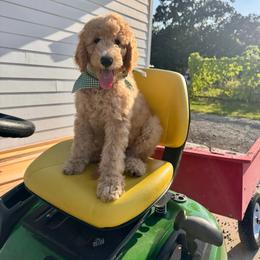 Harry (the second) - Apricot male Goldendoodle puppy in De Land, Florida from Rezapour Doodle Estate