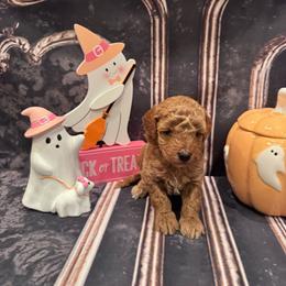 Girl 1 - Red  female Goldendoodle puppy in Bucyrus, Missouri from Hill Top Pomskies