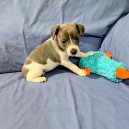 Duff - White and blue male Rat Terrier puppy in Jerusalem, Ohio from Twin Hickory Ranch
