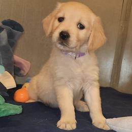 Girl 6 - female Golden Retriever puppy in Phoenix, Arizona from Ashrose Kennels