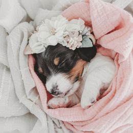 Dachshund Puppies from Long Little Dog Ranch