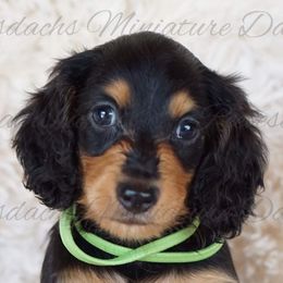 Dachshunds from Reevesdachs Miniature Dachshunds