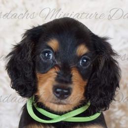 Dachshunds from Reevesdachs Miniature Dachshunds