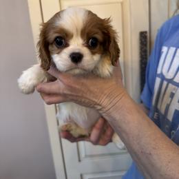 Noel - Blenheim female Cavalier King Charles Spaniel puppy in Rockville, Maryland from Skais the Limit Cavaliers
