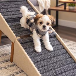 BUDDY - Brindle and white male Mal-Shi puppy in Belleville, Michigan from Michigan Maltese Puppies