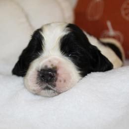 Oak - Black and white male English Springer Spaniel puppy in Lexington, South Carolina from House Tiner Springers