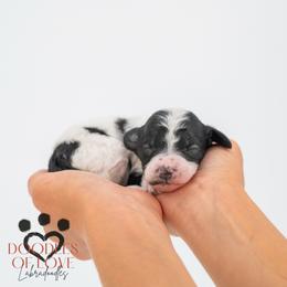 Millie - Parti female Labradoodle puppy in Travelers Rest, South Carolina from Doodles of Love Labradoodles