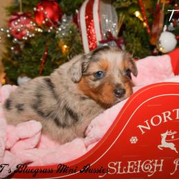 Miniature Australian Shepherd Puppies from JnT's Bluegrass Mini Aussies
