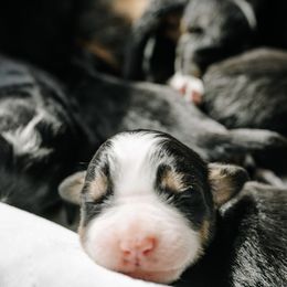 "5 Girls & 3 Boys    (Accepting Applications)" Bernese Mountain Dog Puppies from Baby Berners