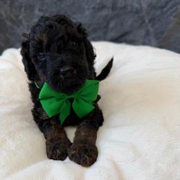 Creek - Phantom male Goldendoodle puppy in Spokane, Washington from Goldendoodles on the Prairie