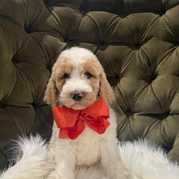 Tommy - Tri-color male Australian Labradoodle puppy in Leonard, Texas from Laird Farms