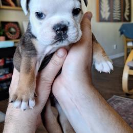 Bulldog Puppies from Gina Francis