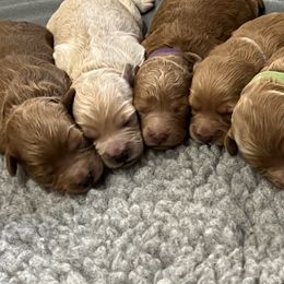 "Litter ready to go home February 2023" Goldendoodle Puppies from Missoula Family Goldendoodles