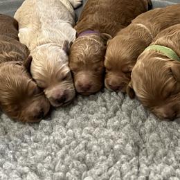"Litter ready to go home February 2023" Goldendoodle Puppies from Missoula Family Goldendoodles