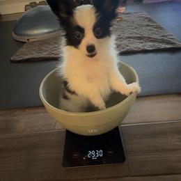 William - White and black male Papillon puppy in Howe, Oklahoma from Southern Sweet Papillons