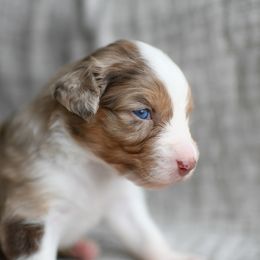Australian Shepherd Puppies from Sky to Haven Aussies