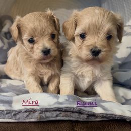 Rumi - Apricot female Maltipoo puppy in Lake Ann, Michigan from Riyem Wildflower Farms