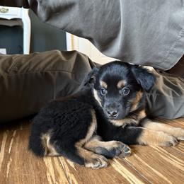Pepper - Black tri female Miniature Australian Shepherd puppy in Medical Lake, Washington from MAS Gone Rogue