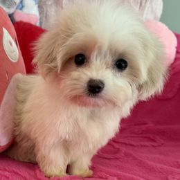 Maltese and Maltipoo Puppies from Julie Tremblay