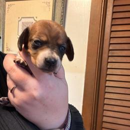 Honey - Piebald female Dachshund puppy in Athens, Texas from County Road Puppies