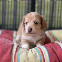 Cannoli - Dapple female Dachshund puppy in Choccolocco, Alabama from Ace’s Doxies