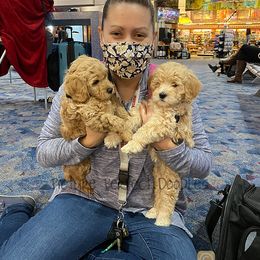 Goldendoodle and Poodle Puppies from Picture Perfect Doodles